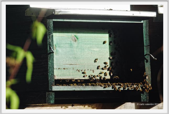 ape_apicoltura015