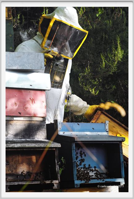 ape_apicoltura25