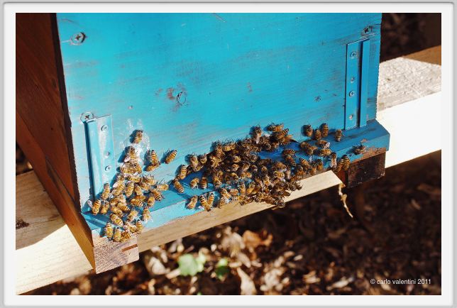 ape_apicoltura30