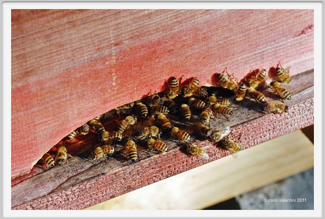 ape_apicoltura34