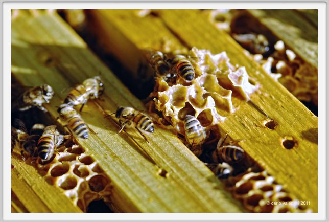 ape_apicoltura35