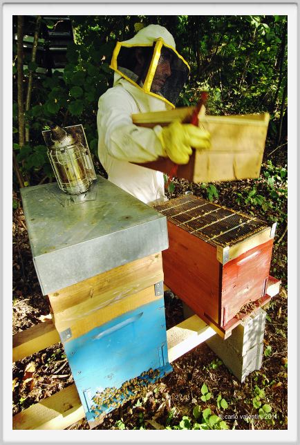 ape_apicoltura39