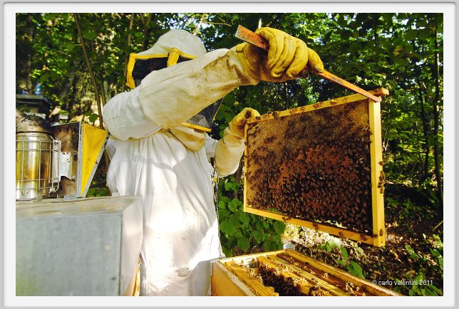 ape_apicoltura45