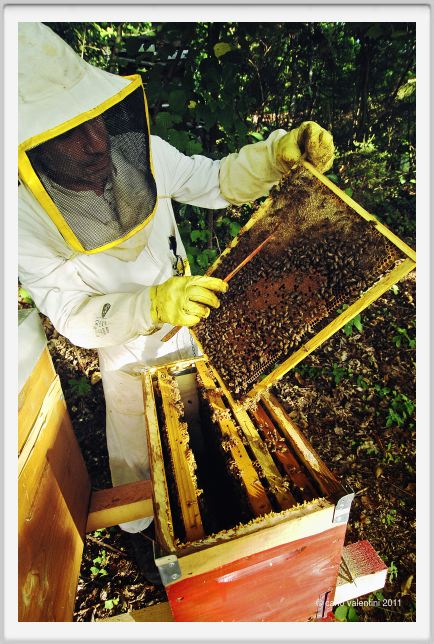 ape_apicoltura47