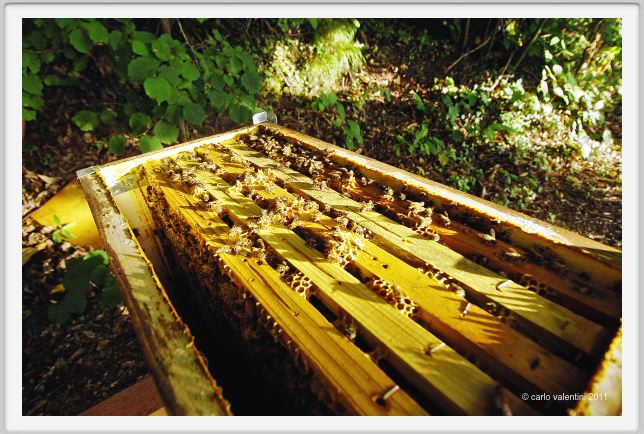 ape_apicoltura55