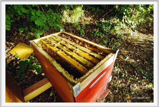 ape_apicoltura56