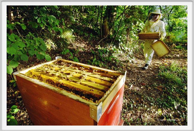ape_apicoltura57