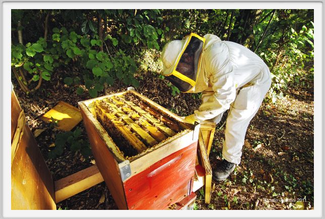 ape_apicoltura58