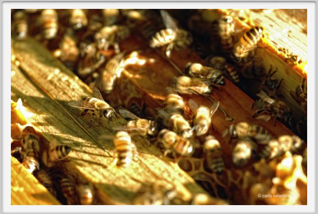 ape_apicoltura59