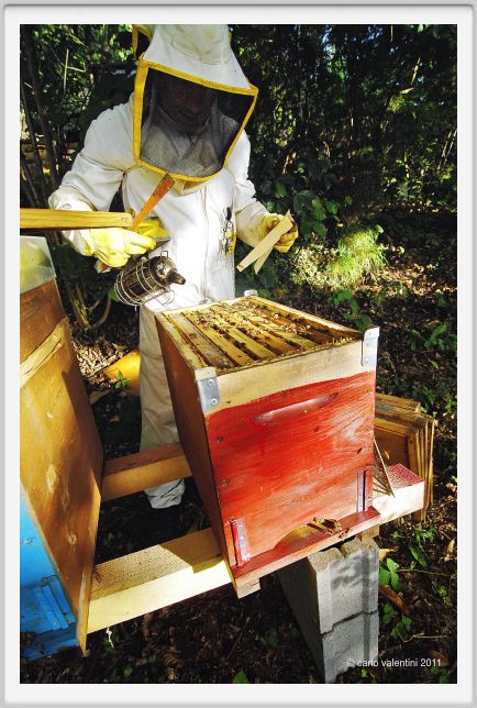 ape_apicoltura60