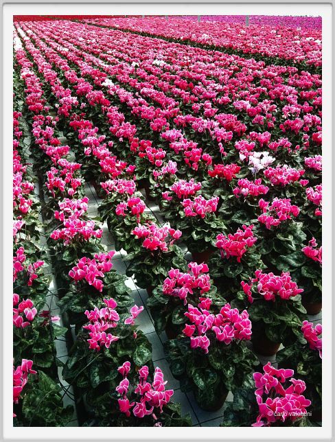 110829_viareggio_serra01