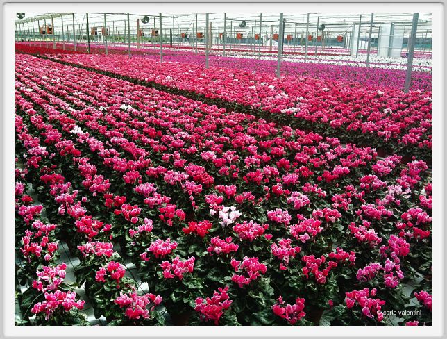 110829_viareggio_serra03