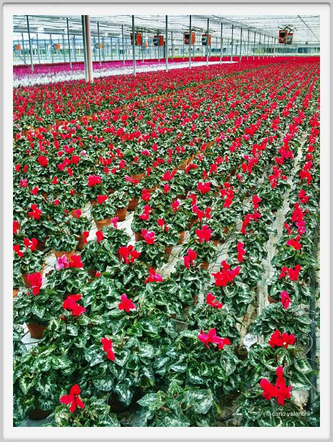 110829_viareggio_serra08