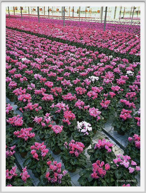 110829_viareggio_serra10