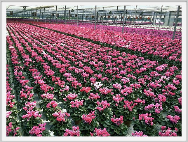 110829_viareggio_serra12