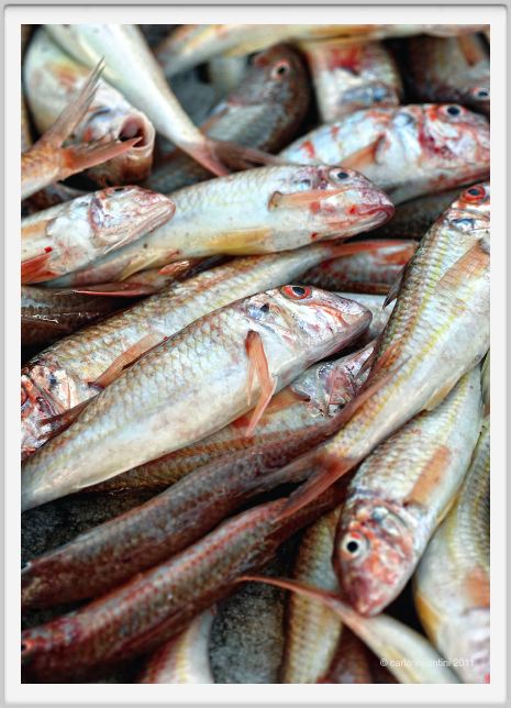 pesce_triglie002