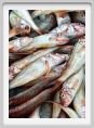 pesce_triglie002