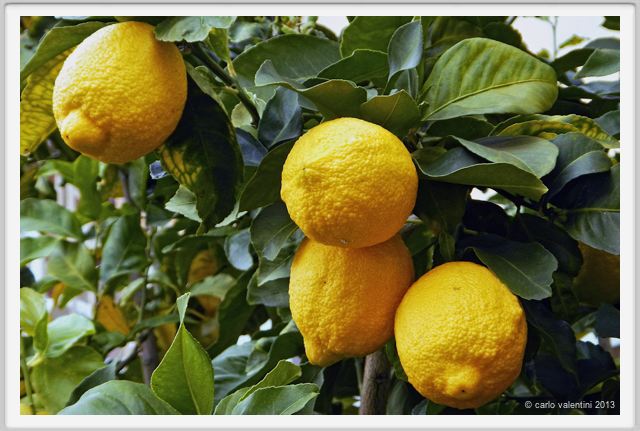 limone008