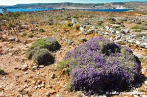 comino_laguna_blu003