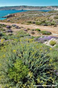 comino_laguna_blu004