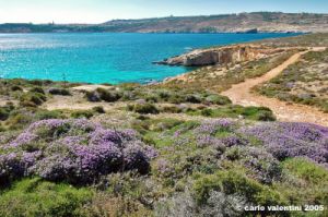 comino_laguna_blu005