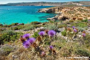 comino_laguna_blu006