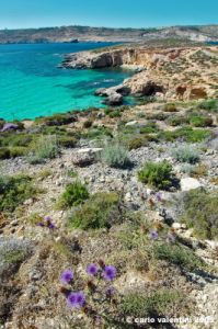 comino_laguna_blu007