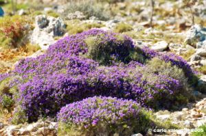 comino_laguna_blu039