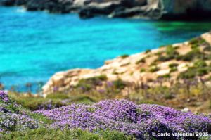 comino_laguna_blu041