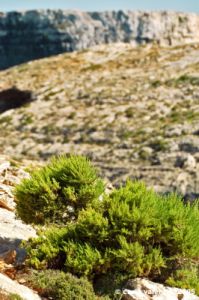 comino_laguna_blu82