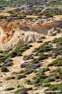 comino_laguna_blu104
