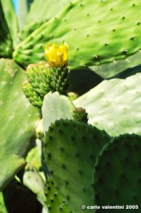 comino_laguna_blu106