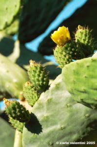 comino_laguna_blu108