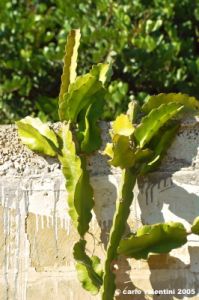 comino_laguna_blu111