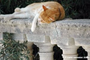 malta_mdina059