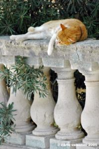 malta_mdina060