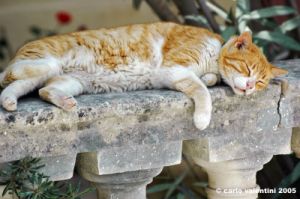 malta_mdina061