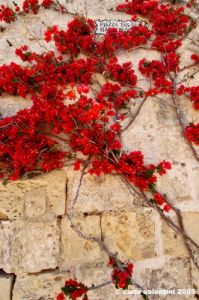 malta_mdina139