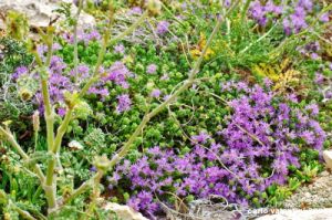 gozo_dwejra_bay007