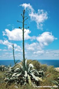 gozo_dwejra_bay108