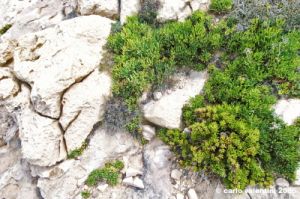gozo_dwejra_bay127