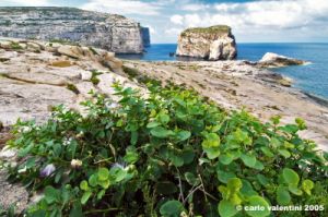 gozo_dwejra_bay128