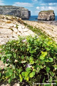 gozo_dwejra_bay129