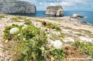 gozo_dwejra_bay130