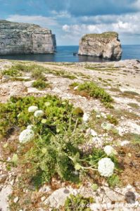 gozo_dwejra_bay131