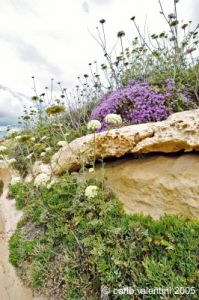 gozo_dwejra_bay144