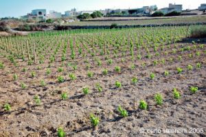 gozo_fontana002