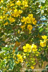 gozo_ggantija007