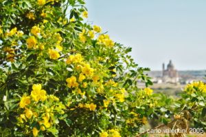 gozo_ggantija009