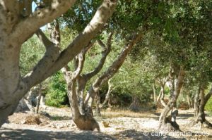 gozo_ggantija017